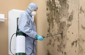 Best Emergency Mold Remediation  in USA